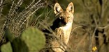 A watchful coyote