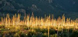 a forest of sotol stalks catches the sunlight in Green Gulch