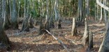 Bald Cypress Bog