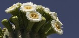 A saguaro cactus in full bloom photographed in early June.
