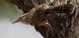 A cactus wren, the Arizona state bird.