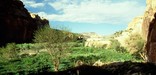 Fruita Orchards within the Fremont River Canyon