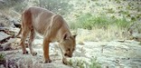 Mountain lion in the Carlsbad Caverns backcountry.