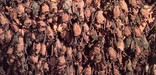Brazilian (Mexican) free-tail bats in their roost in the Bat Cave of Carlsbad Cavern.