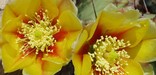 Prickly pear in bloom in the Chihuahuan Desert.