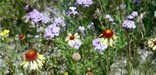 With abundant spring rains the Chihuahuan Desert springs to life with wildflowers.