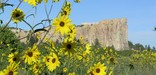 Image of El Morro with sunflowers