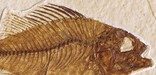 Priscacara liops, NPS photo of Nunn specimen