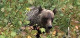 grizzly bear