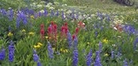 Meadow of paintbrush and lupine flowers in Death Canyon