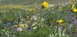 Sunflower meadow in Death Canyon