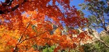 McKittrick Canyon Fall Color