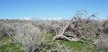 Scenic Stump Spring provided water for trail travelers in Nevada.