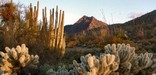 sunrise light on cholla cactus