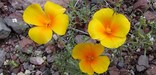 springtime brings poppy blooms