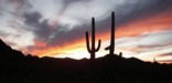 saguaros silhouetted against a sunset sky