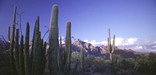 sunrise reflecting in the Ajo Mountains