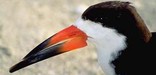 Black skimmers are a migrant that come from the Caribbean to nest on the island during the spring and summer.