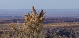 Antelope ground squirrel feeding on salt bush. Photo by Marge Post/NPS.