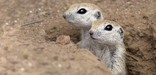 A pair of round-tailed ground squirrels