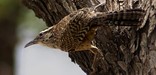 Cactus wren.