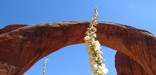 Flowering Yucca in Rainbow Bridge Foreground