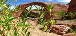 Rainbow Bridge