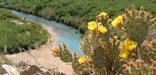 Prickly pear cactus and the Rio Grande