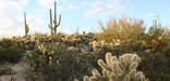 Sonoran Desert - Photo by John Williams