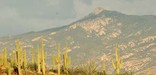 Rincon Mountains behind a stand of saguaros - Photo by John Williams, Park Ranger