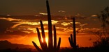 Saguaro Sunset - Photo by John Williams