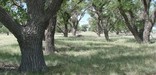 Sand Creek Massacre NHS, cottonwoods