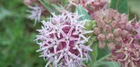 Sand Creek Massacre NHS, showy milkweed