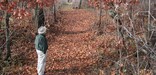 Solitary man in landscape of bare trees and fallen leaves, Northern land detachments route, Pea Ridge NMP, Benton County, Arkansas