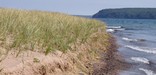 Beach Grass