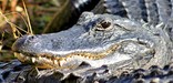 Close up of an American Alligator basking in the sun