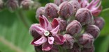 Common milkweed in bloom