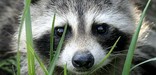 Racoon in the Valley