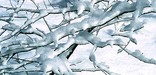 A Close-Up View of Winter. Photo by Tom Jones.