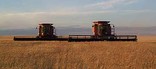 Wheat Harvest