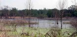 view of an area covered with water with dead trees in the water