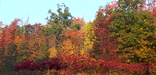 A fall scene with trees and shrubs with hues of red, orange and green