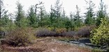 A small wet area with bushes and Tamarack trees surrounding it