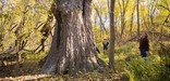 A visitor gazes at the remains of a large cottonwood amidst autumnal color.