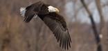 A bald eagle flying through a winter forest.