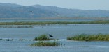 Great Blue Heron hunting for dinner in the river