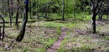 segment of the North Country Trail in the Allegheney National Forest