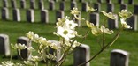 Dogwood blooms at Antietam National Cemetery