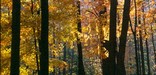 fall colors in the forest