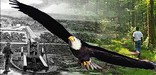 historic drawing of fort and modern day hiker with bald eagle flying over